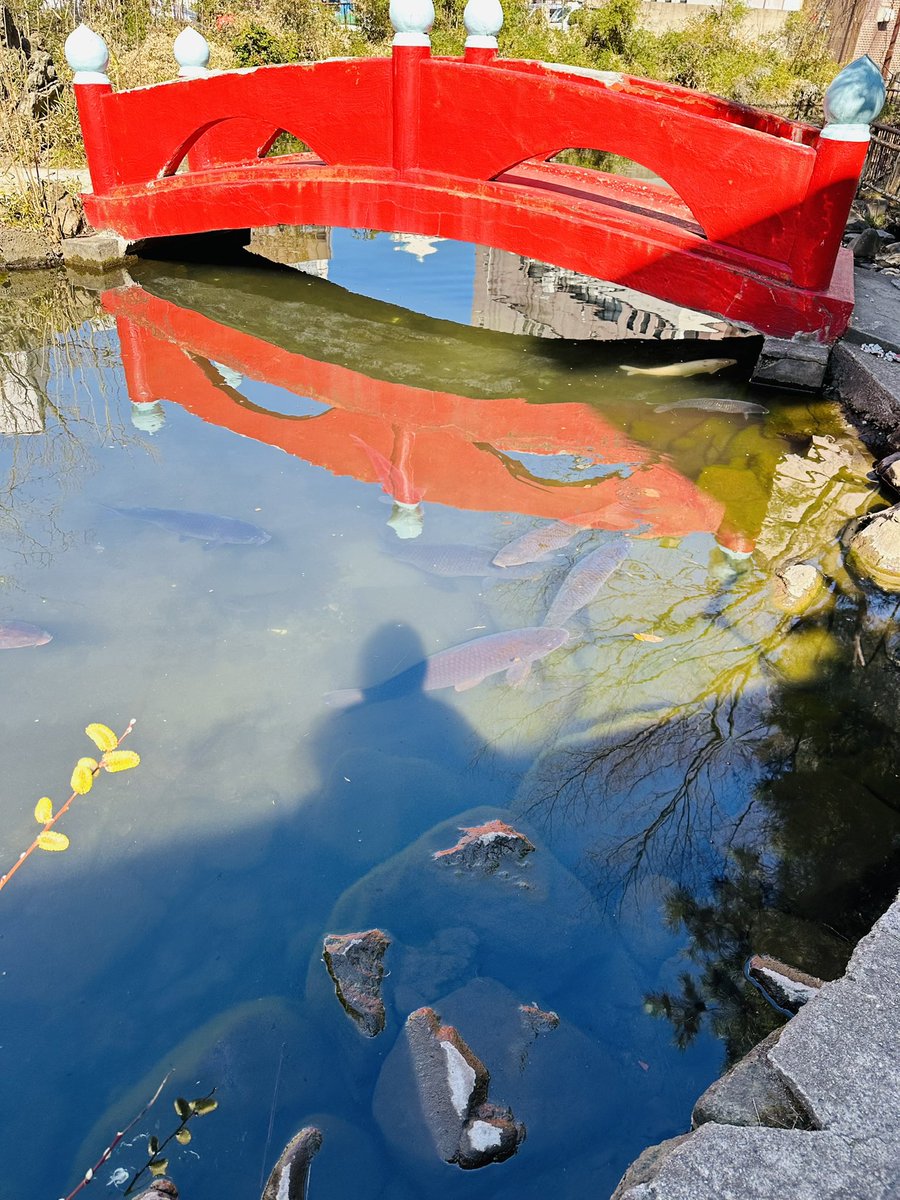 utojinja's tweet photo. 4月1日(土)🌞
今日からご要望いただいた鯉🐟のエサが解禁いたします☺️
可愛がって下さいませ♪
#春 #コイ #鯉 #解禁 #神社 #池 #青森市 https://t.co/TP4gf4LbAW