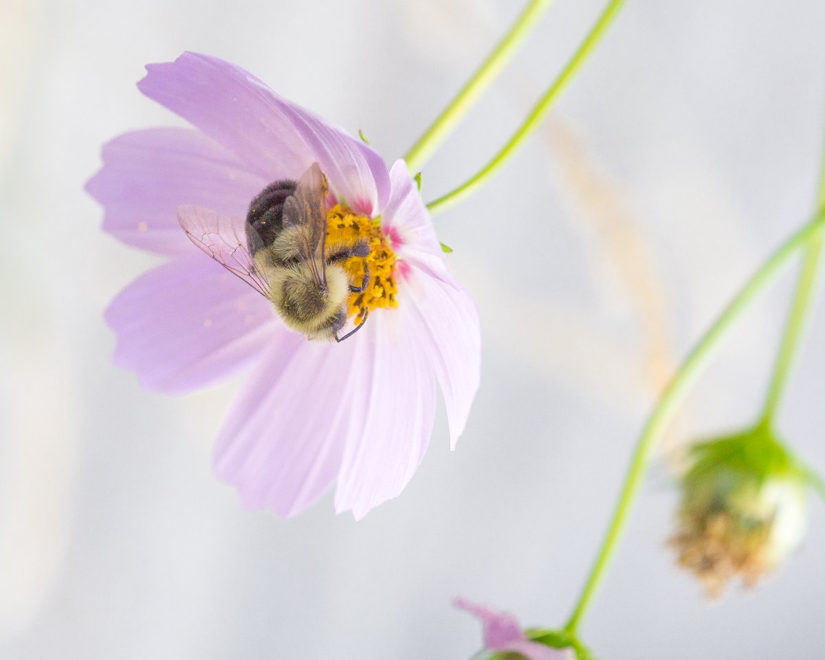 Les ruches sont de retour à Griesbach cette année! Avez-vous hâte que nos sympathiques pollinisateurs se remettent à l’ouvrage pour aider nos fleurs et nos plantes à fleurir?