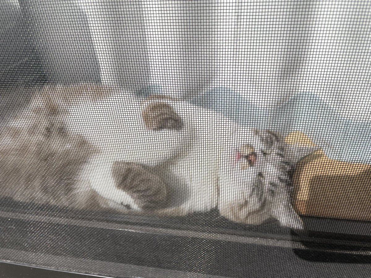 kawtetsu's tweet photo. #猫の幸せ顔選手権
気持ち良さそうw https://t.co/VHpc02bWDh