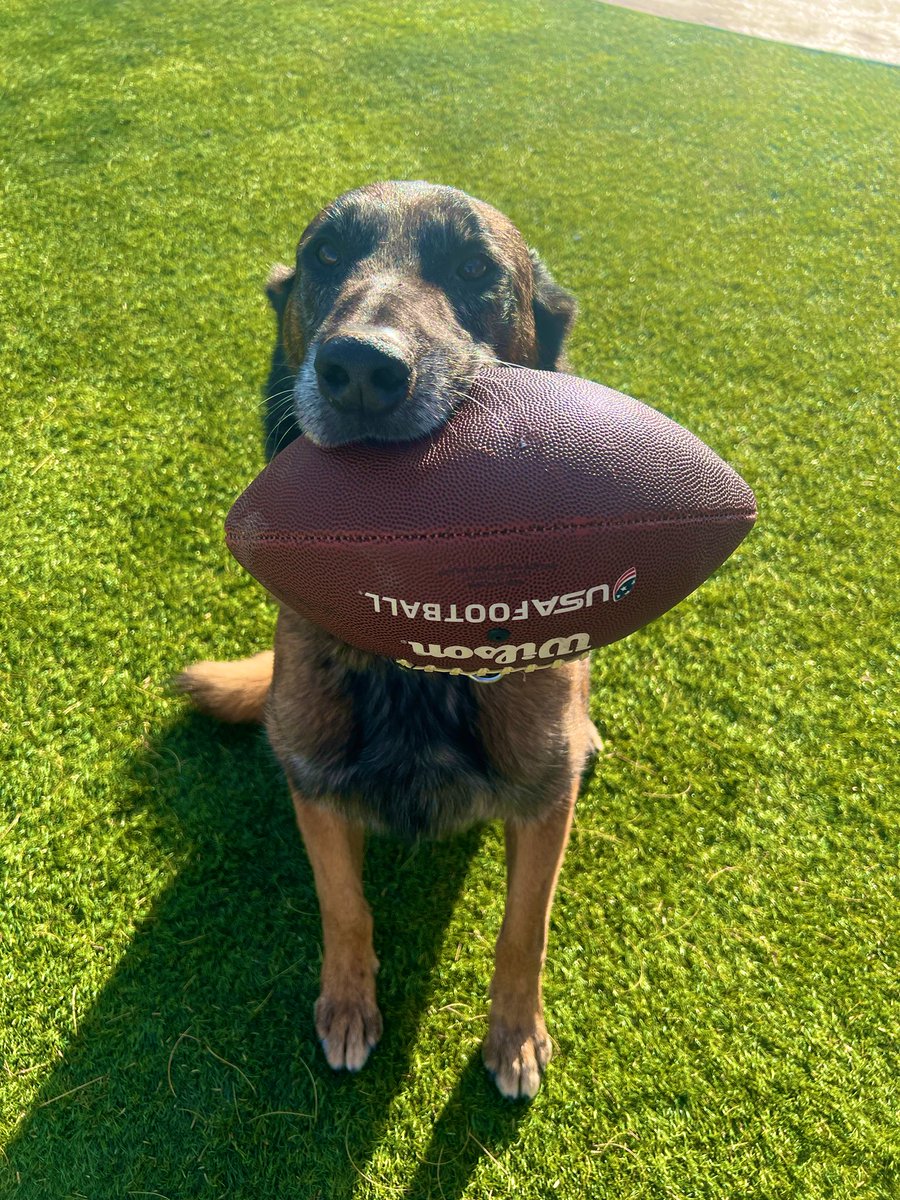 Every other boy in this house plays football… why not Kiro?! 🏈 👮🏼‍♀️ 🐕 

#Police #policek9 #footballdog #football #policedog #k9kiro #tucson #tucsonaz