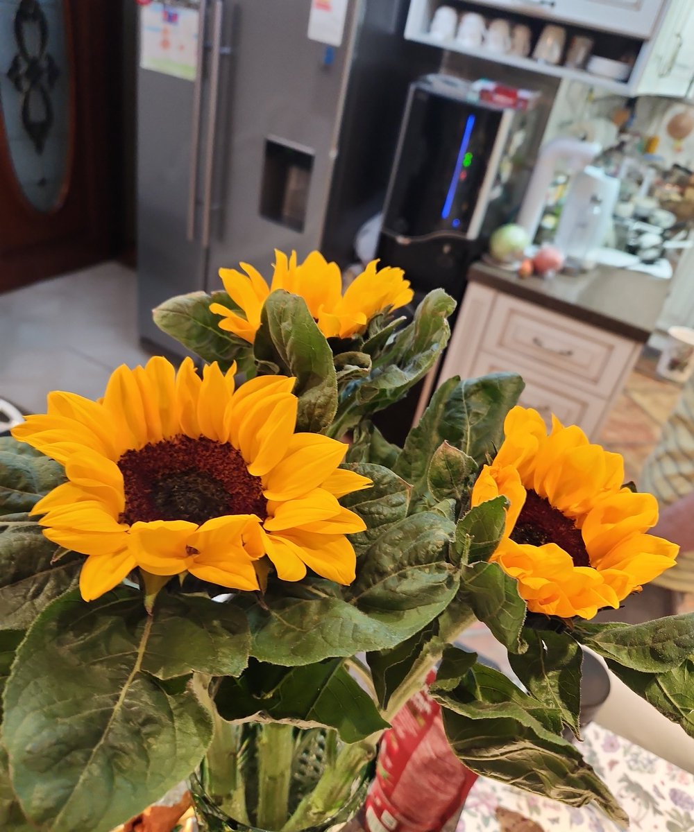 Өглөөний мэнд! Е мартын Голланд цэцгийн дэлгүүрт ийм гоё цэцэг бна лээ, саарал хаварт өнгө нэмэв.