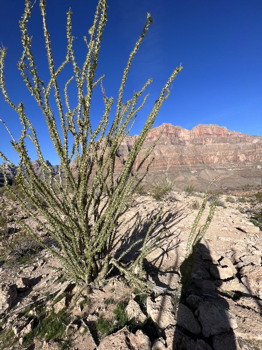 Take your PTO and remind others to take theirs.

I took some PTO days to explore 🕵️‍♀️ city 🌆 and the Great Canyon 🏜️ , after attending @hr_transform conference in Las Vegas ❤️

Here are some pics 📸 

#transform2023 
#people #culture #peoplefirst #hrcommunity #community #careers