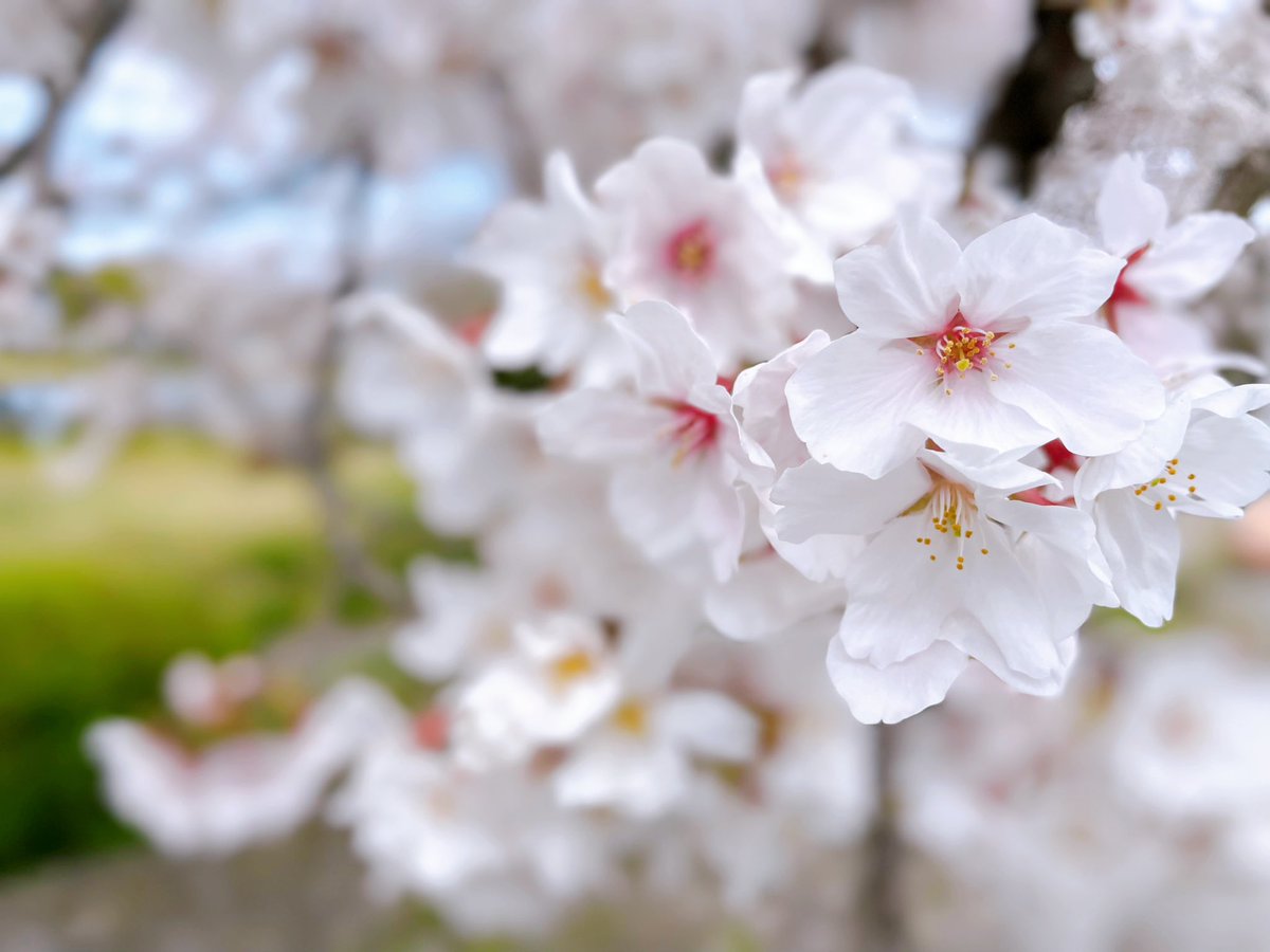 4月1日🌸年度のはじまりの日
恒例
サリーの【トキメキ💞お朔日ラジオ】

〈癒しのサリーちゃんねる〉

https://t.co/mXKXaKU3Yj 