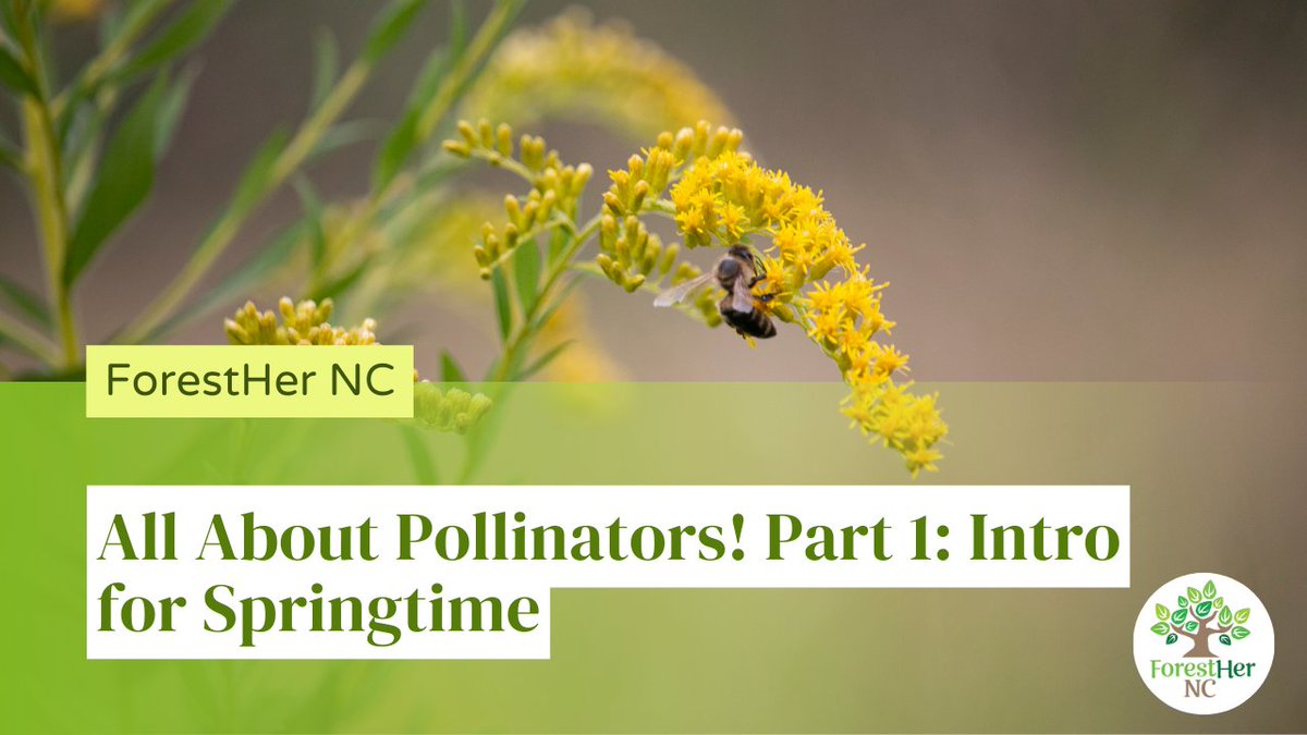 Our video replay is up for "All About Pollinators!" We kicked off with Part 1: Intro for Springtime. Watch the replay buff.ly/42VCAR2 
🐝 
#ForestHerNC #ForestHer #Forests #Forestry #Pollinators