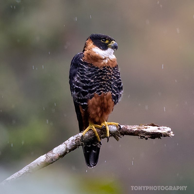 Tony Jaramillo Photography tweet media