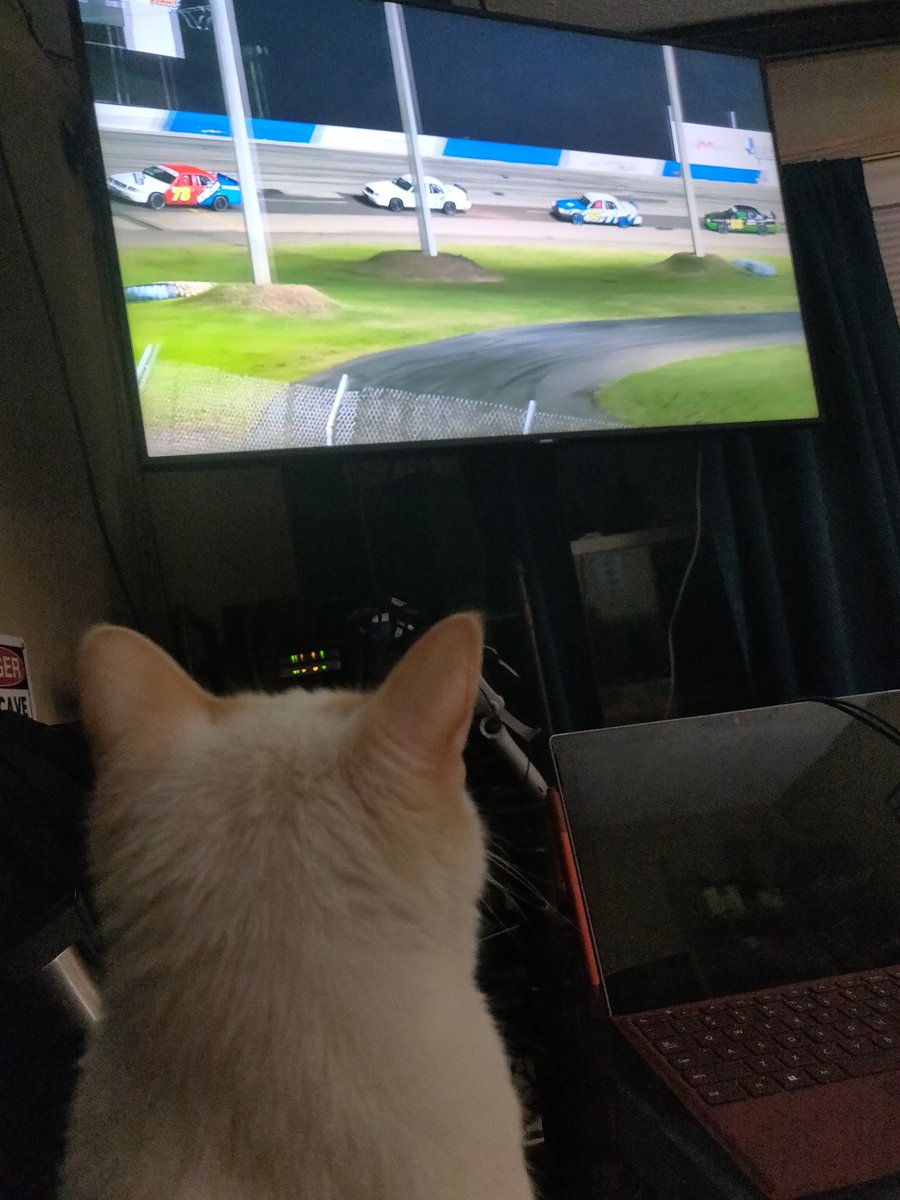 DesseckerLisa's tweet photo. Cirrus the cat is enjoying the race with the rest of us! #cleetervision #freedom500 https://t.co/oilem1QZvP