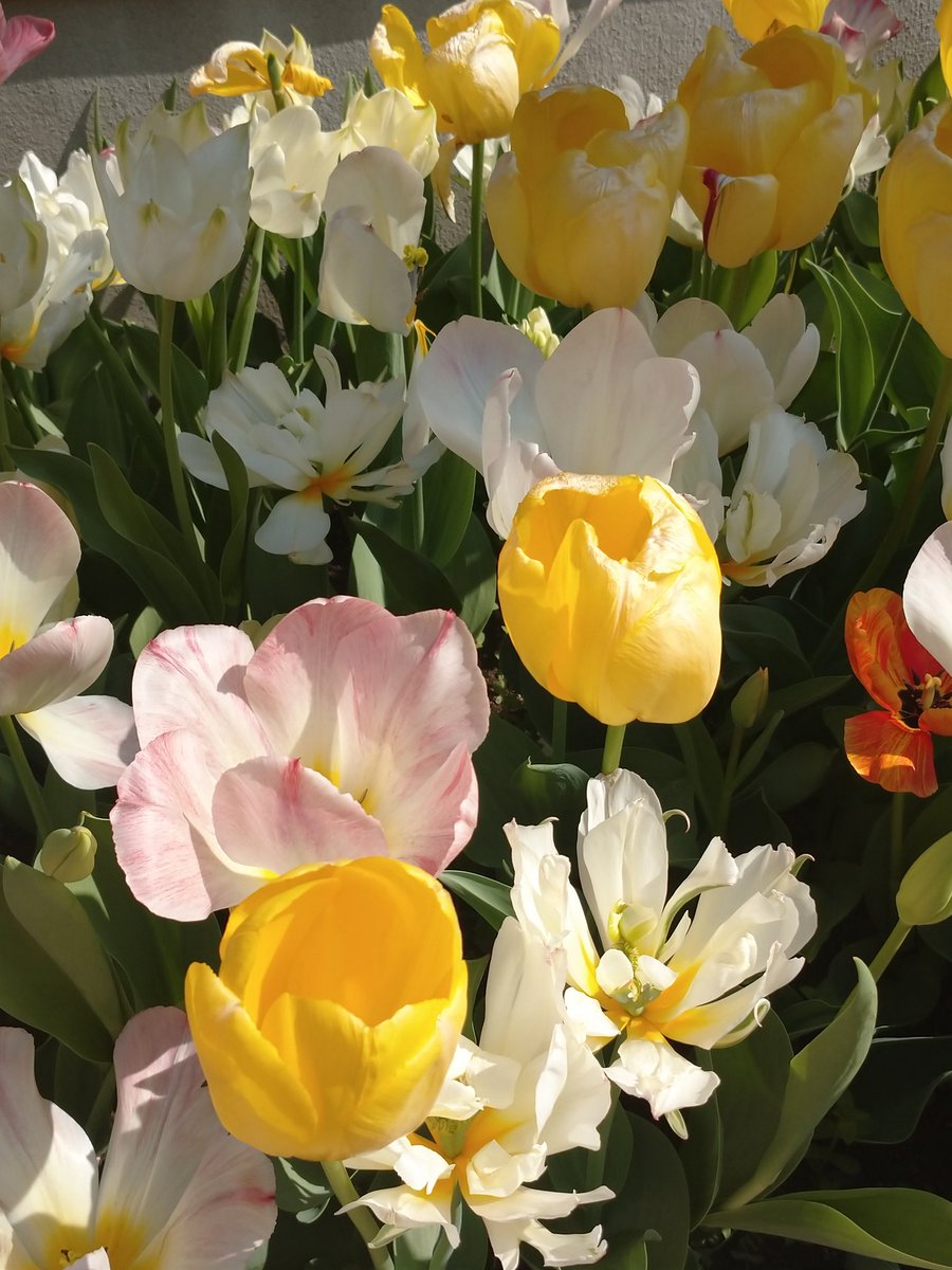 emuhage's tweet photo. お家から徒歩3分の花見スポット。
パワー頂いてきました！
チューリップも頑張ってましたよーっ！ https://t.co/g14y3RQy6r