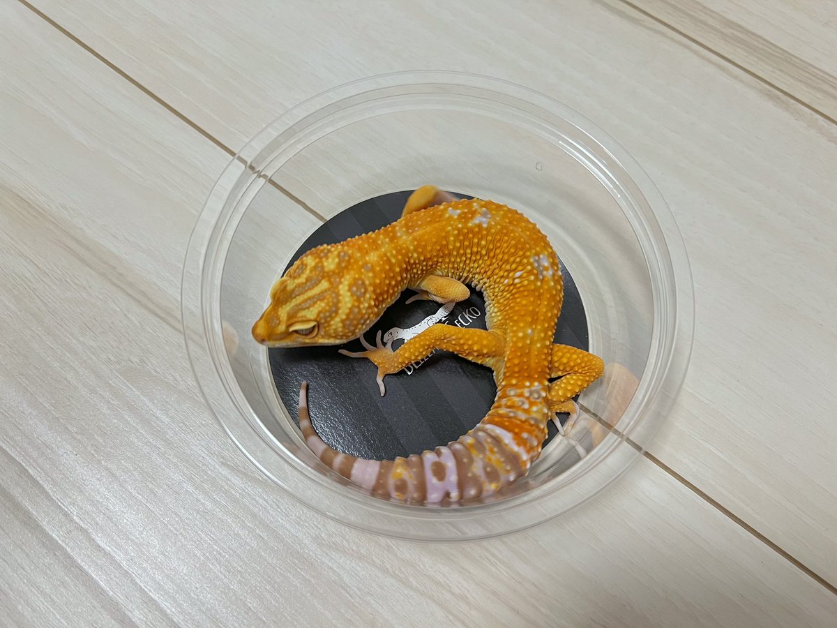 tabkunleopa's tweet photo. 4/1,2 浜レプに出展してますー
タンジェリントレンパー中心に用意していますので遊びに来てください！ https://t.co/A9PUk2AyTK