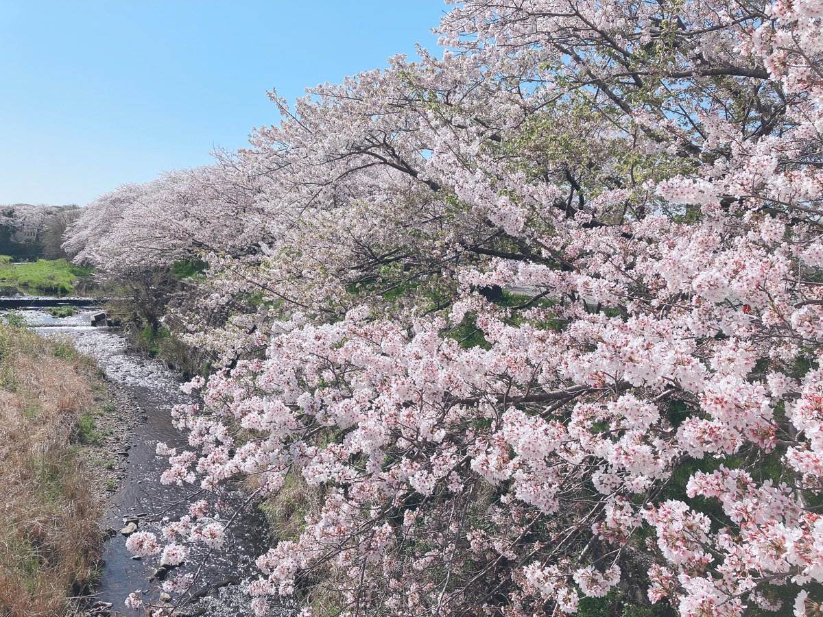 「家から歩いて5分くらいのとこの桜 」|鈴子のイラスト