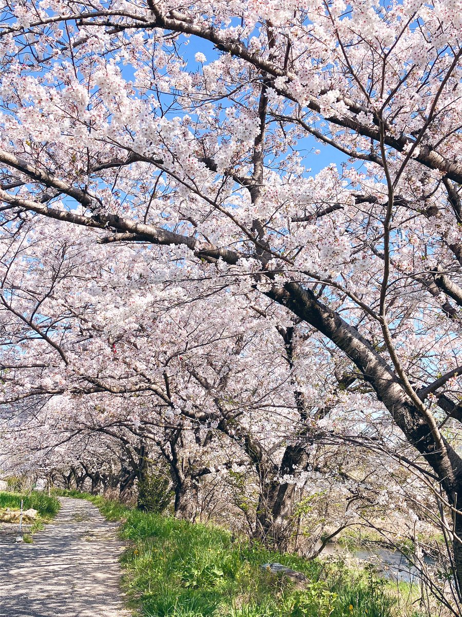 「家から歩いて5分くらいのとこの桜 」|鈴子のイラスト