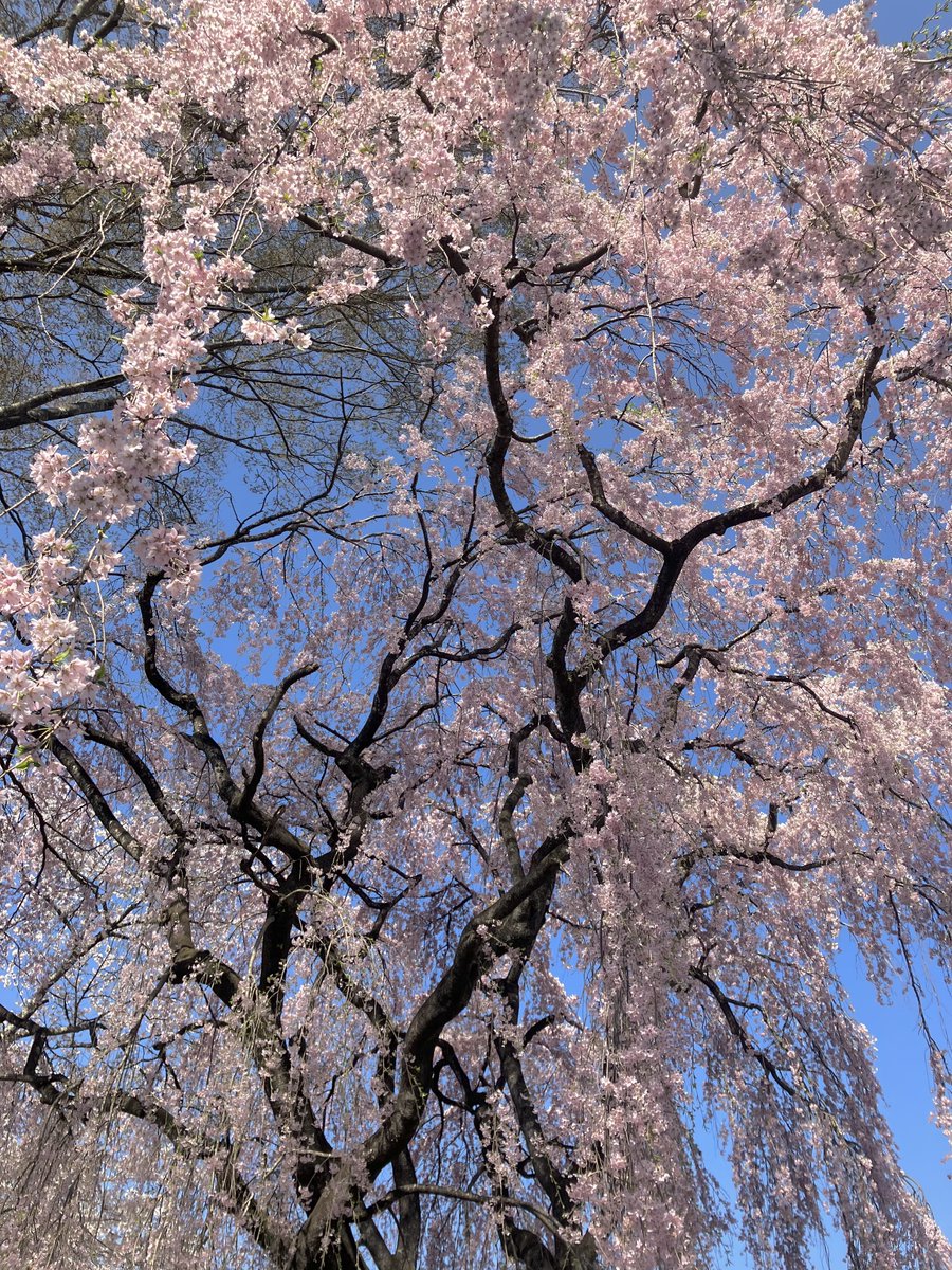 「枝垂れ桜がすごかった… 」|塵のイラスト