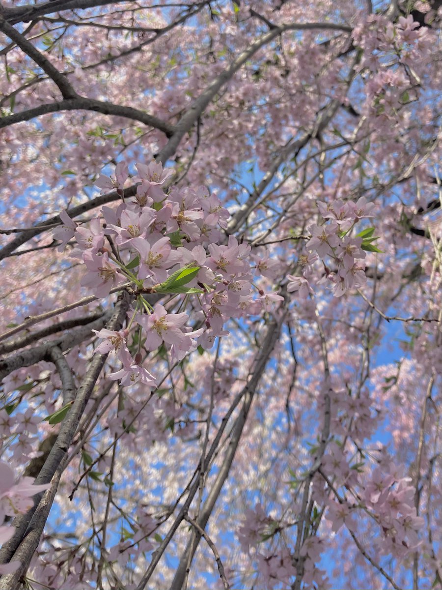 「枝垂れ桜がすごかった… 」|塵のイラスト