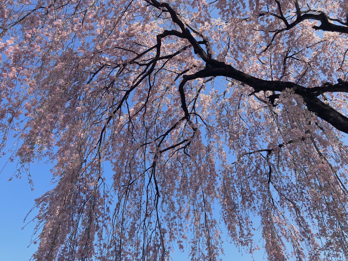 「枝垂れ桜がすごかった… 」|塵のイラスト