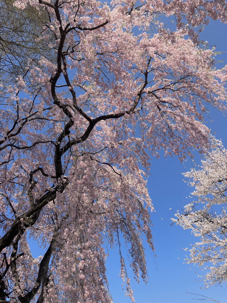 「枝垂れ桜がすごかった… 」|塵のイラスト