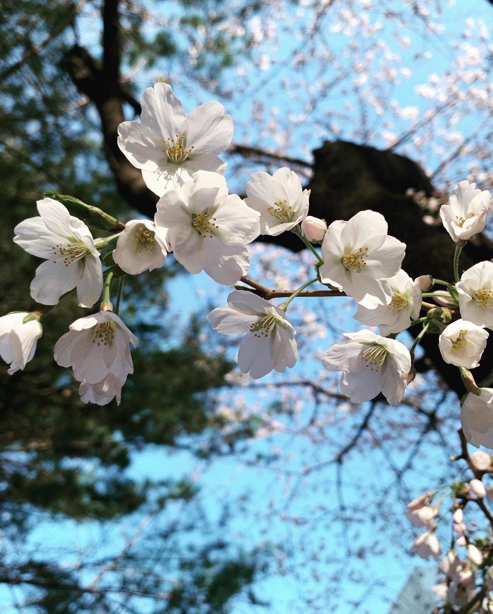 HealingTonight's tweet photo. Spring in Korea, cherry blossoms make it even more beautiful!
#한국 #봄 #벚꽃 #벚꽃축제 #꽃 #여행 #한국여행 #travel #Korea #spring #cherryblossom #festival #flower https://t.co/unS6oPqLKL