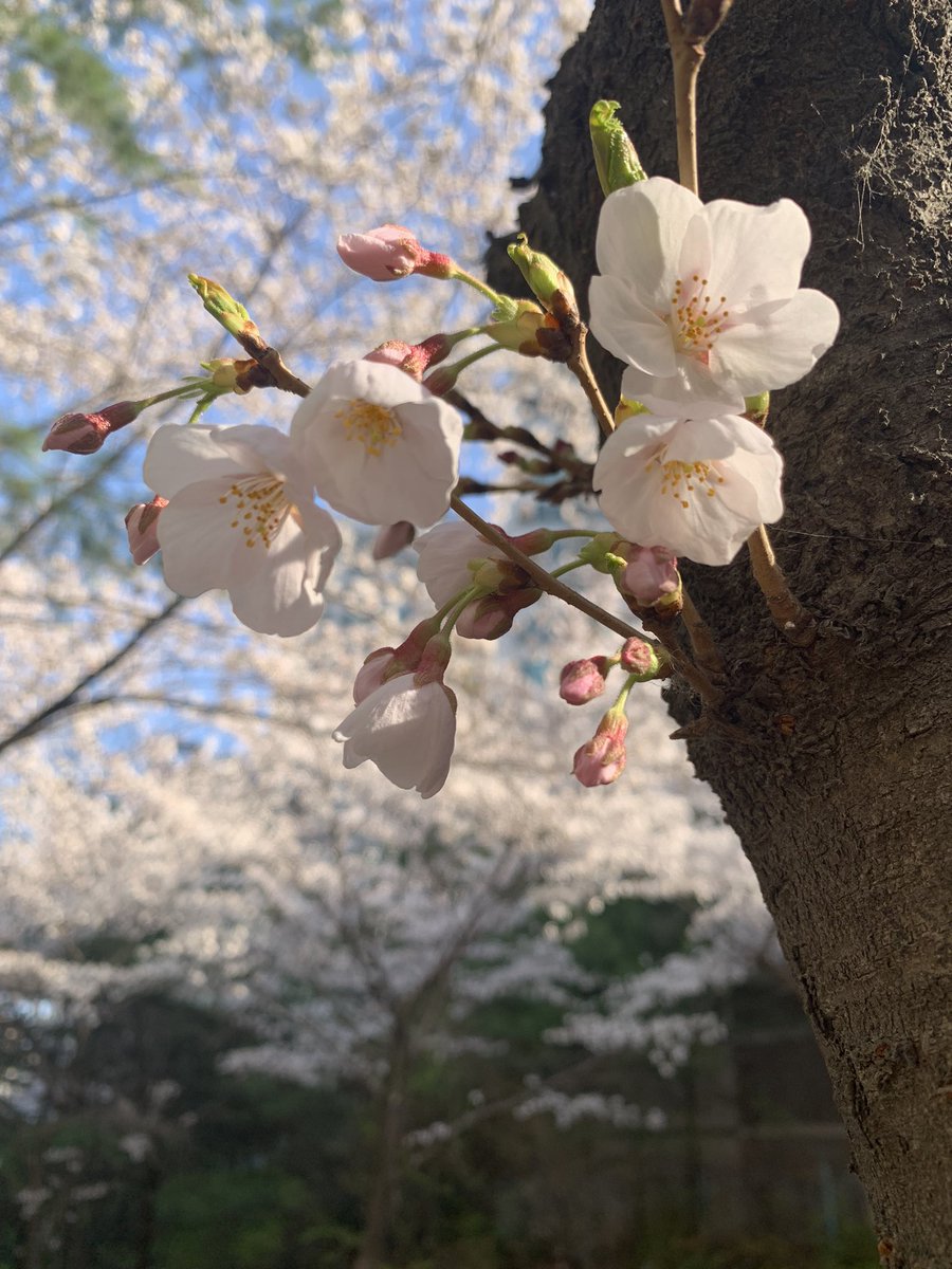 HealingTonight's tweet photo. Spring in Korea, cherry blossoms make it even more beautiful!
#한국 #봄 #벚꽃 #벚꽃축제 #꽃 #여행 #한국여행 #travel #Korea #spring #cherryblossom #festival #flower https://t.co/unS6oPqLKL
