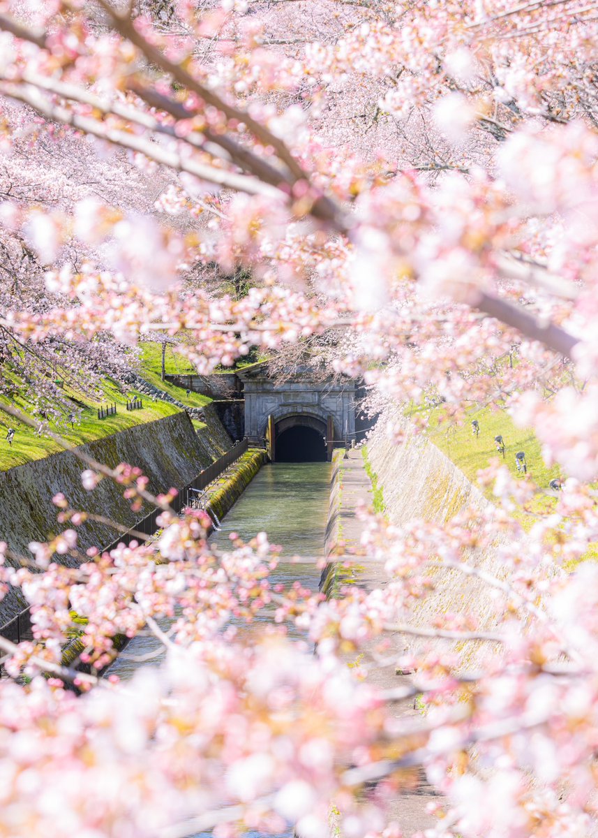 imaharu1's tweet photo. #琵琶湖疏水 
#桜
#さくら
#東京カメラ部 https://t.co/DEZ5WB3cXD