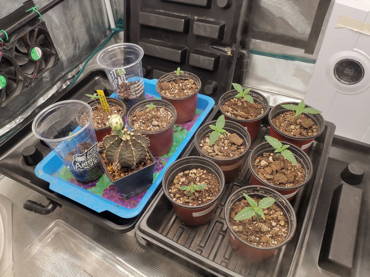 armselmer's tweet photo. Dante's Inferno
Original Sour Diesel x Pablo's revenge

Temptation BX1 x Bad Decision BX1 x Shivas Soul https://t.co/SPgegRTEcZ