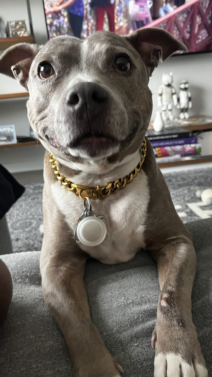 Phillunited's tweet photo. The Most Beautiful Puppy Smile 🐶 https://t.co/AYcULFGVhj