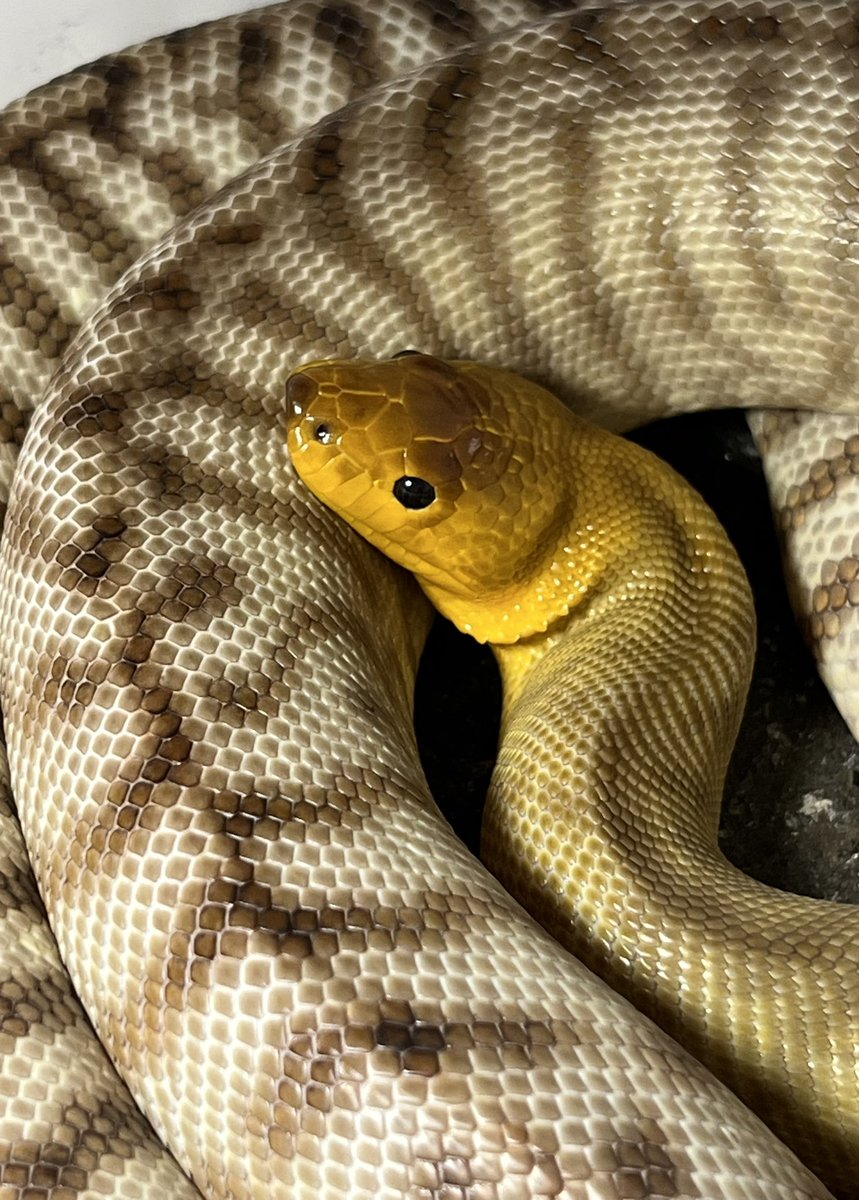 MM16791310's tweet image. #aspiditesramsayi #womapython #sandpython #ウォマパイソン #ウォマ
