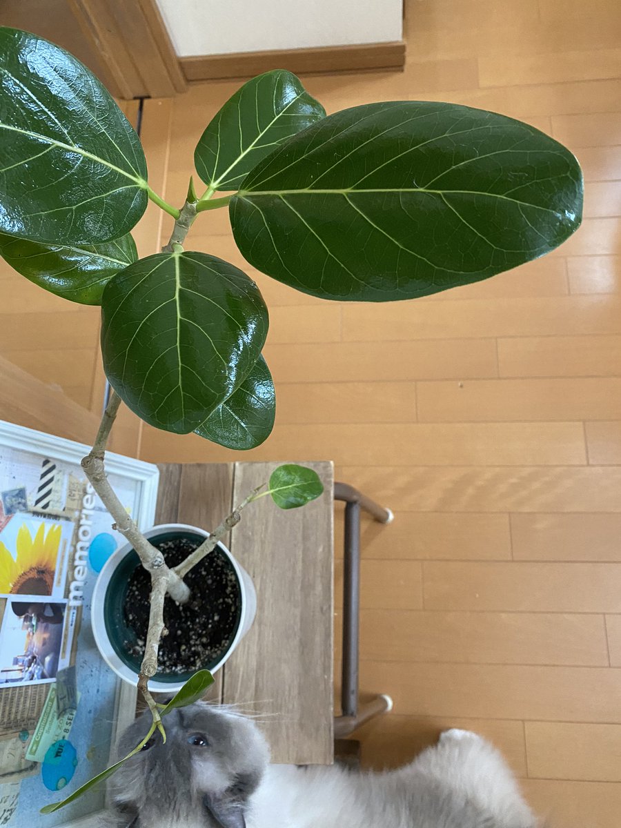 Akxco3's tweet photo. めちゃくちゃ艶感
#LEAFSHINE https://t.co/WL0USPZJJm
