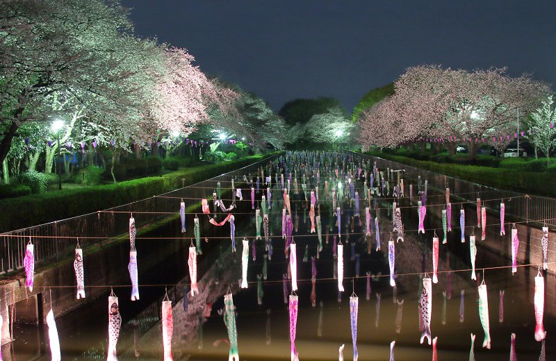 terrysongs1203's tweet photo. 館林市の鶴生田川にて。
夜桜と鯉のぼり(^^)
2023.3.28撮影。
#館林市 #鶴生田川 #桜 #鯉のぼり #tatebayashi_city #tsuruuda_river #cherryblossoms #carp_streamer #japan https://t.co/fcIHVqL4bs