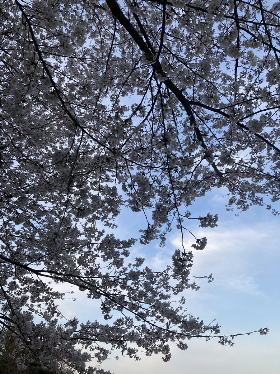 cuxumbef's tweet image. 요즘 어떻게 지내냐면요..
학교 벚꽃이 진짜 이뻐요...
그래서 야외수업나가고싶은데
우리반만 한번도 못나감요...