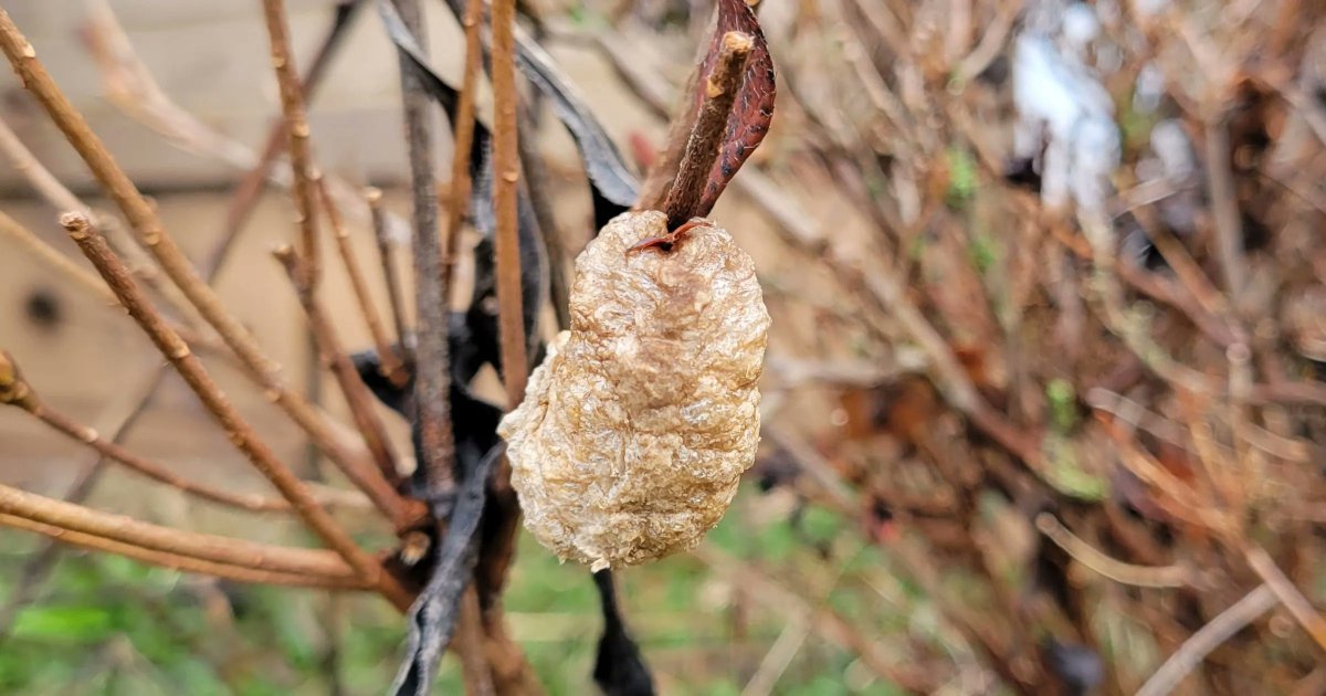 PhippsGreen's tweet photo. Have you ever noticed these blobby specimens in  your yard? They are “oothecae,” or singular “ootheca.” Egg cases! In this instance, they were the egg cases of praying mantises. Why so blobby? Learn more in this week's #bioPGH blog: https://t.co/hZhHyZoV6I https://t.co/6YvCELJfr3
