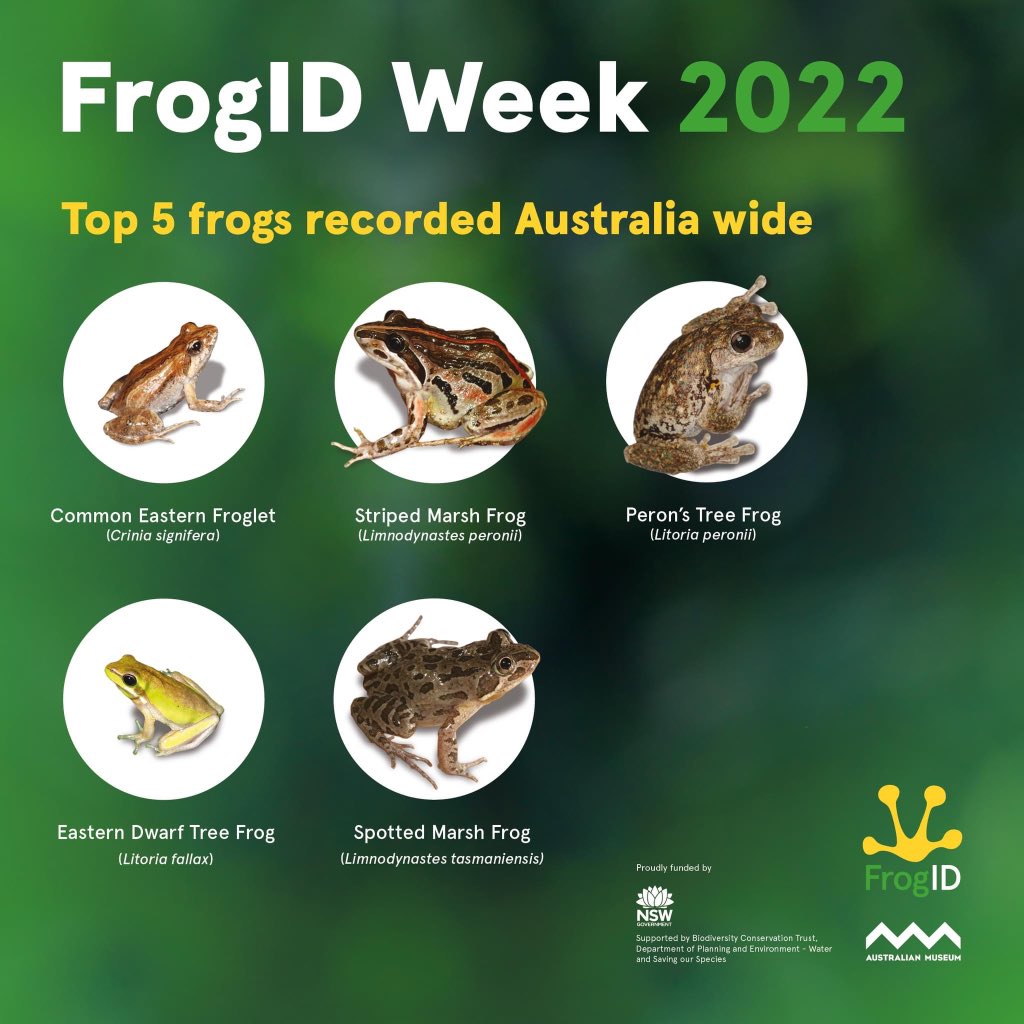 For #citscitc we’re showcasing #FrogIDWeek results - the most rapid data collection of frogs anywhere in the world. Run by @austmus, #FrogID enables smartphone users to record frog calls with the FrogID app and submit to our team of experts to listen and identify 🐸
1/3 @CitSciTC