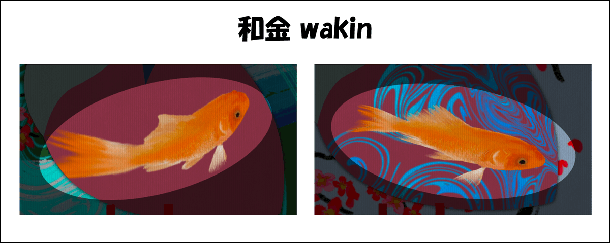 【CryptoHeartFailureの金魚：和金】
和金は，金魚すくいでも定番の品種
最もなじみのある金魚の品種です

CryptoHFの和金は，特に異常のない心筋を表現しています
medical-doctor-pooh.work/case-list-cryp…
#CryptoHF mtbrs.net/ps_drppooohhnf…