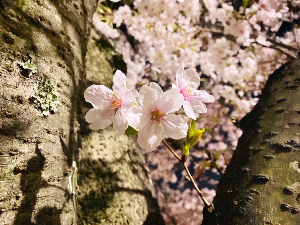 私の好きなお花です。 https://t.co/kDMJ9xYJcX