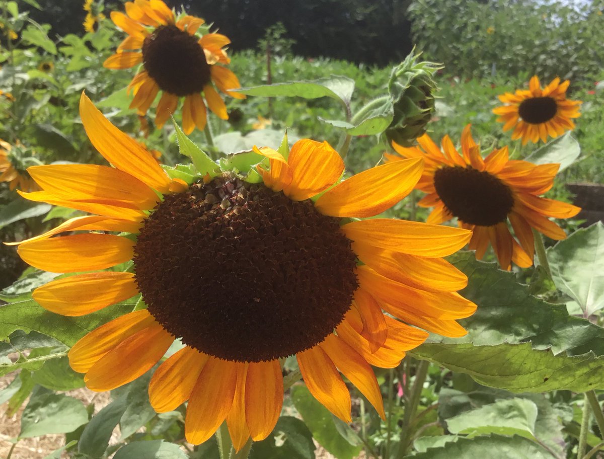 kuubpl's tweet photo. #NPC23 Come see @KUSPAA Jayhawks, @APA_KS, @KansasCityAPA &amp; @APDesignKState Wildcats! Friends &amp; family welcome!
Kansas Sunflower Reception: KS APA Chapter, KU, KSU
DATE: Saturday April 1, 2023
TIME: 4:30 PM - 6:30 PM
ROOM: Marriott Phil., Salon D, 5th Floor
Small bites, Cash bar https://t.co/LkpSsHfvx7