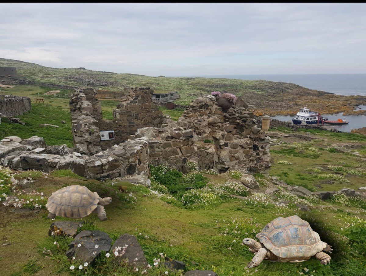 David Steel tweet media