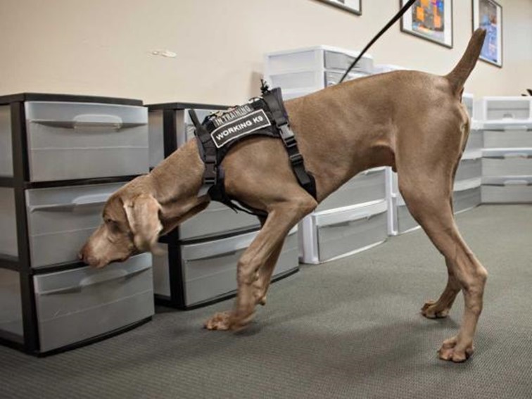 No flies on me ~ in 2018, Boston’s Museum of Fine Arts trained Riley the Weimaraner to join its Protective Services, to sniff out beetles, moths &amp; other insects that could damage museum artworks &amp; records. Here he is, in ‘In-Training Working K9’ harness mfa.org/about/riley-th…