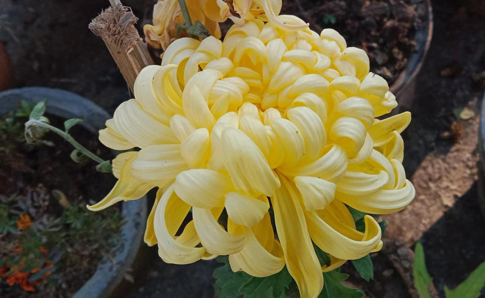 Chrysanthemum flowers sometimes called mums, Chandramukhi, Guladaudee, Chandramallika, or chrysanths, are flowering plants of the genus Chrysanthemum in the family Asteraceae. ....read...naturebring.com/grow-chrysanth… #Chrysanthemum #mums #houseplant #naturebring #growing #care