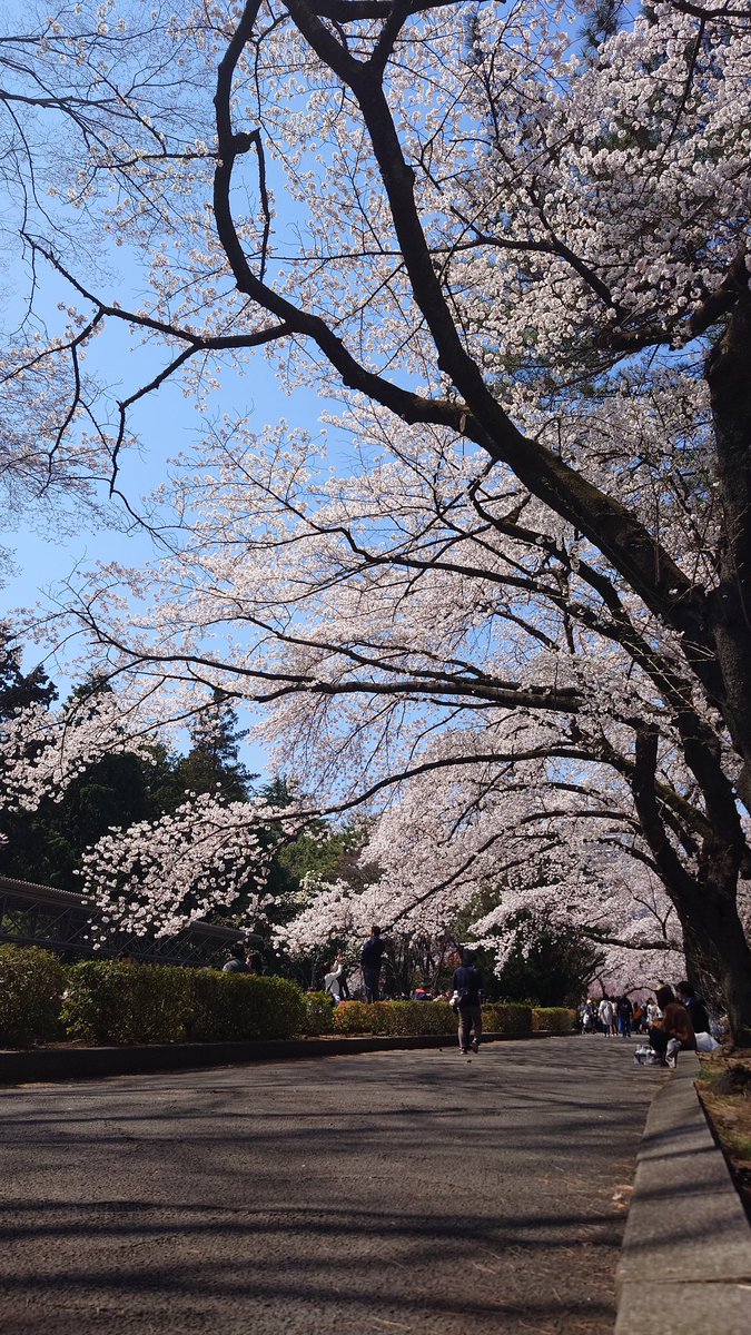 beefeater_n's tweet photo. ジョグの途中に立ち寄った榴岡公園は桜が満開、お花見の方で賑わっていました🌸
いつもは走り抜ける公園の中も、今日ばかりはゆっくり歩いて散策 https://t.co/LzqHuE02bN