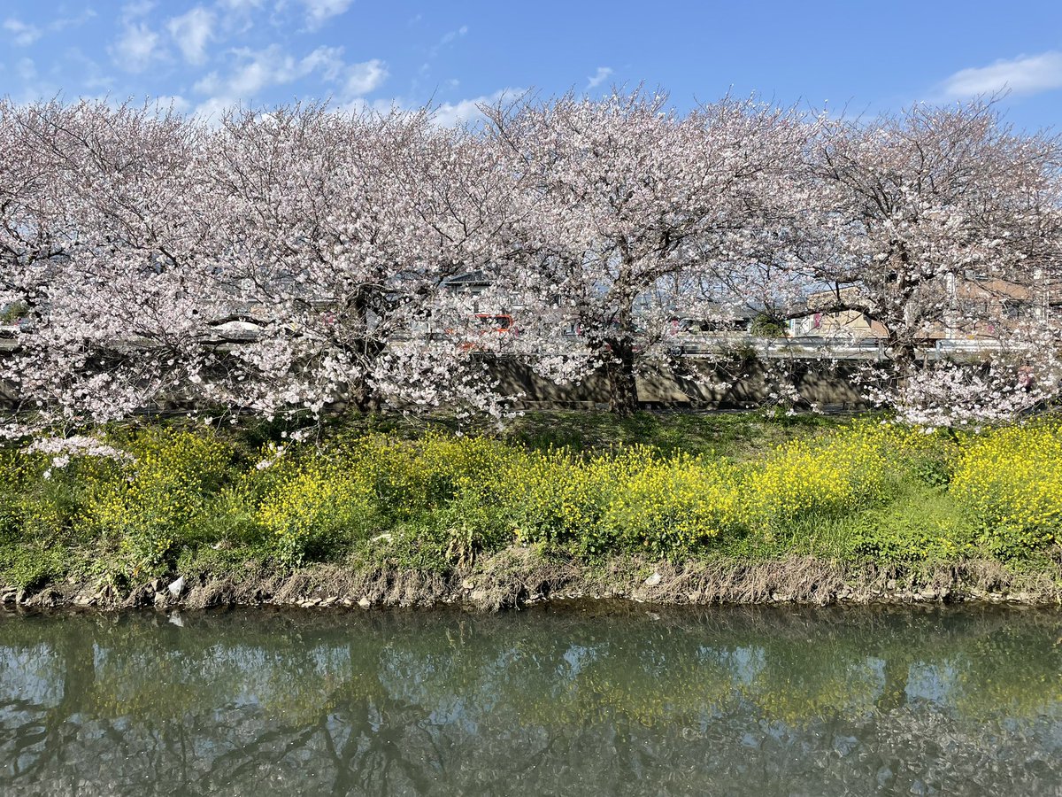 「ナイス桜スポットを往く 」|蜂矢のイラスト