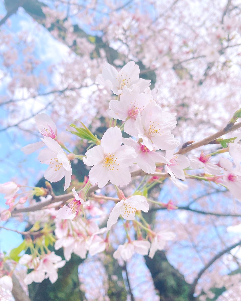 「散る前の葉桜も好きです買い出しついでにちょっとだけ見れました 」|あめとゆき❄のイラスト