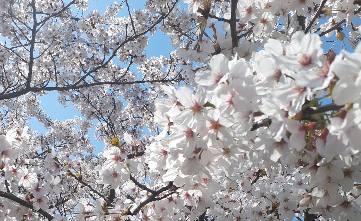 「今日は家族とお花見に行きました桜が満開できれいだった! 」|もつこのイラスト