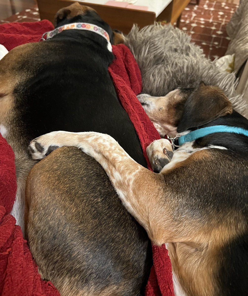 Keeping my sister close #Dogsarefamily #beagle