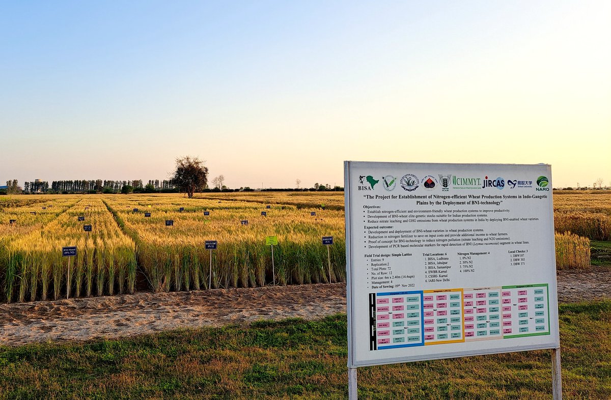 maske_aec's tweet photo. Impressed to know about #BNI trials at BISA Ludhiana. The technology will really works to Climate change #Adapatation #Mitigation.
@uttam_bhu @CIMMYT @icarindia @IcarIiwbr https://t.co/k4EyeJo4fL