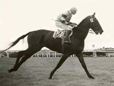HORSERACING1002's tweet photo. YATASTO 🇦🇷 1948
(SELIM HASSAN - YUCCA BY CONGREVE)
#Yatasto https://t.co/HsdNTpVhEn