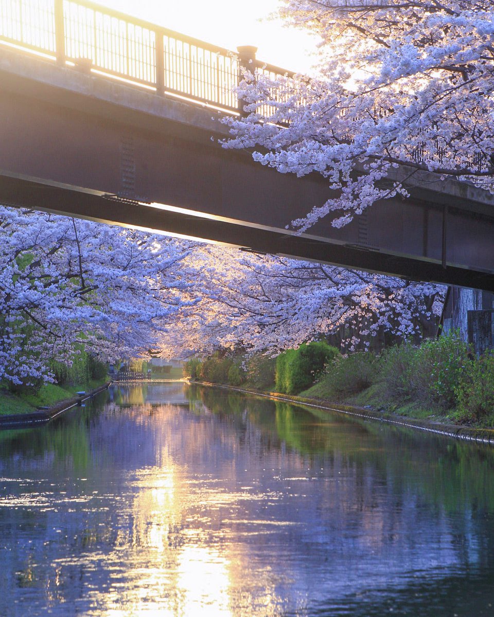 陽光の伏見であい橋🌸
.
宇治川派流
.
（2023/03/29撮影）
.
#宇治川派流 #桜 #伏見であい橋 #であい橋 #桜の名所 #陽光 #お花見 #京都の桜 #京都桜 #桜2023  
#京都 
#kyoto 
#けしからん風景 
#キリトリセカイ 
#京都旅行 
#kyototrip 
#kyototravel 
#deaf_b_j_ 
#discoverjapan 
#explorejpn