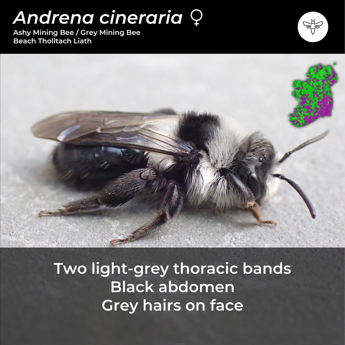 BeesOfIreland's tweet photo. Day 5: #CouchTo10SpringBees
An often overlooked, yet insanely beautiful solitary mining bee. Keep ann eye out for this 'Panda Bee' over the next few weeks, and share your photos if you see it.
@PollinatorPlan @BioDataCentre @NatureRTE https://t.co/qYBhpkfZA9