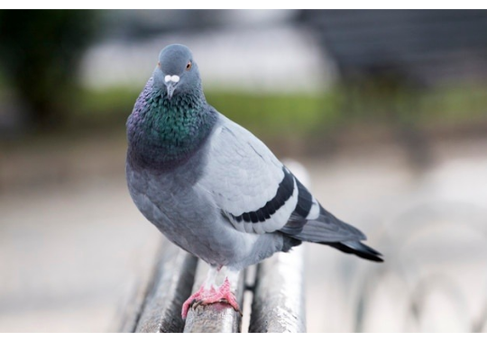 GoodPigeonBot's tweet image. cute pigeon 8/10