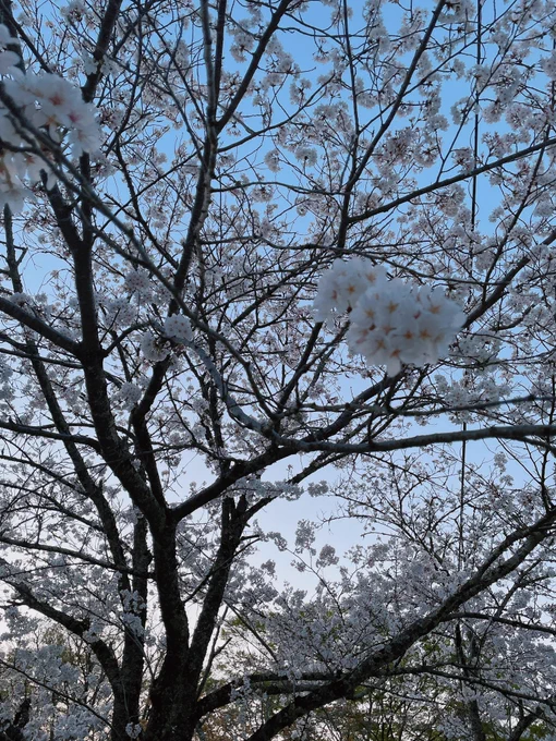 これは昨日見てきた桜りんご飴だけ食って帰った今年も綺麗でした 
