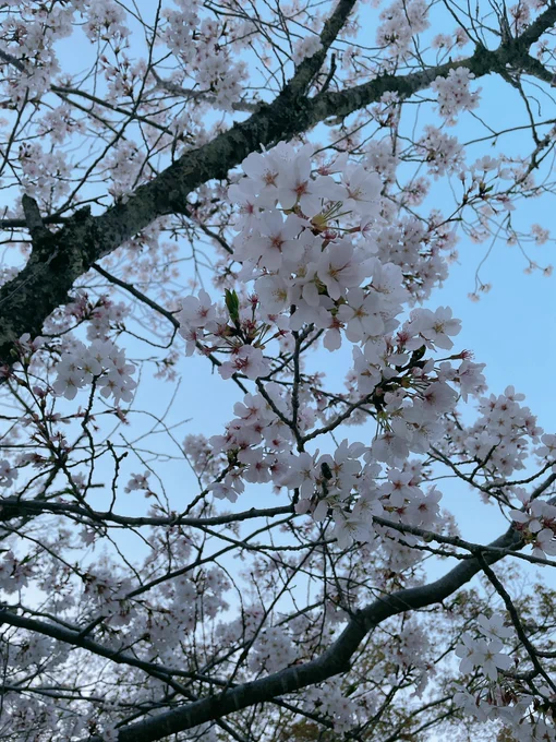 これは昨日見てきた桜りんご飴だけ食って帰った今年も綺麗でした 