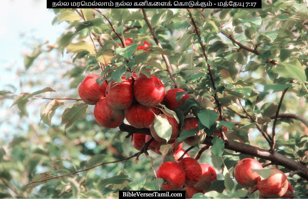 VerseofthedayB's tweet photo. https://t.co/b8uVJC3RQk - Matthew 7:17 in Catholic Tamil - https://t.co/EfCRZU7I0Q https://t.co/YB538sVPSH 
#bible #tamil #bibleverses #bibleverse #verses #biblequotes #biblejournaling #bibleverseoftheday #holybible #biblequote #tamilbibleverse #bibleversedaily #bibleversesdaily https://t.co/znkHZkUasy