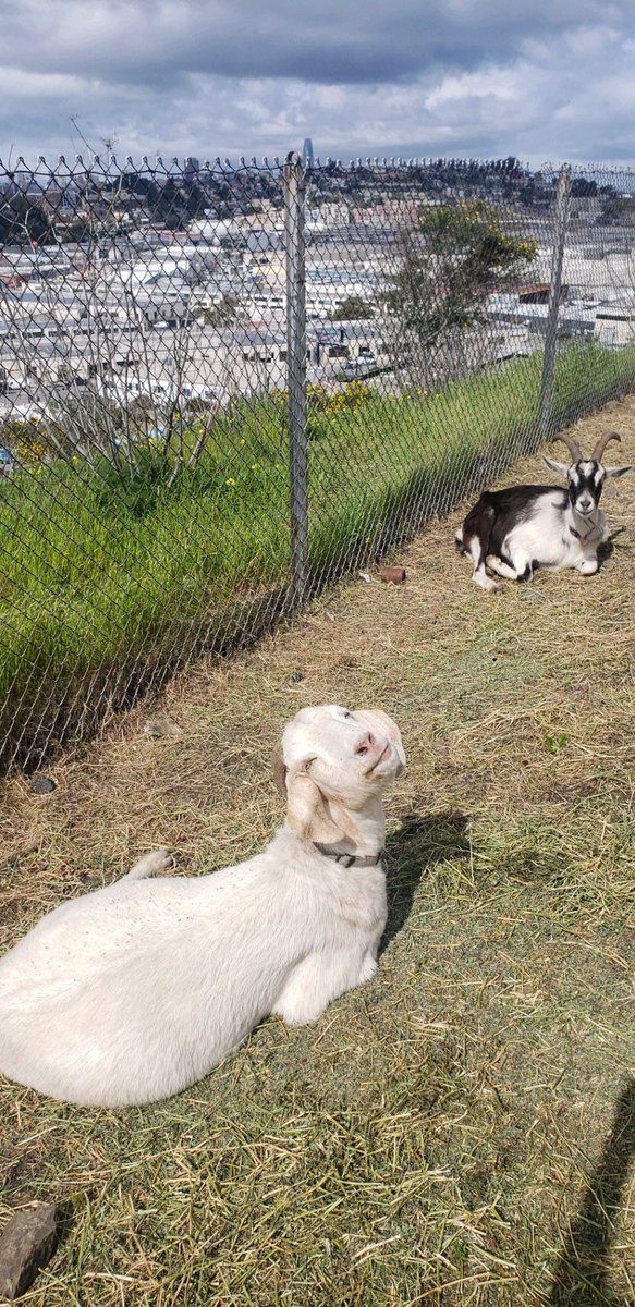 Did you know: Grazing immediately removes potential fire fuel when the goats eat the dry weeds and brush.

The herd is still working behind Bret Harte Elementary School through Apr 2nd visible from 872 Ingerson Ave. 
#citygrazing #sfgoats #goatstoschools #firefightingfriday