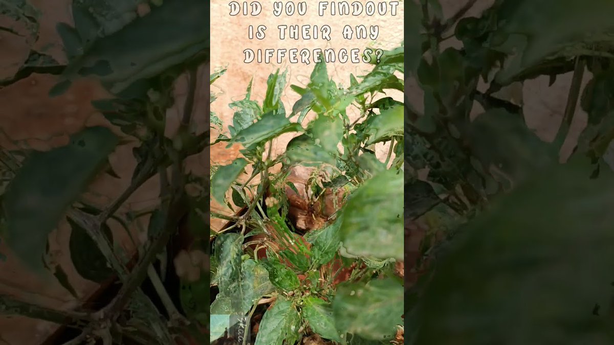 AllForGardening's tweet image. ವ್ಯತ್ಯಾಸ ಏನಾದ್ರೂ ಗೊತ್ತಾಯ್ತಾ?  ...
 
#ChilliCultivation #ChilliFarming #EpicGardening #GardenHacks #GardenIdeas
 
allforgardening.com/428908/%e0%b2%…